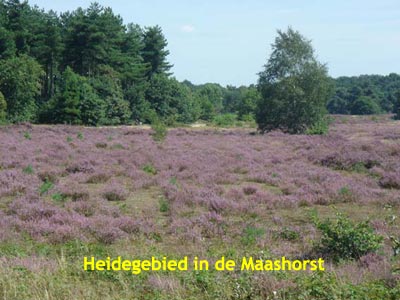 Heide in bloei